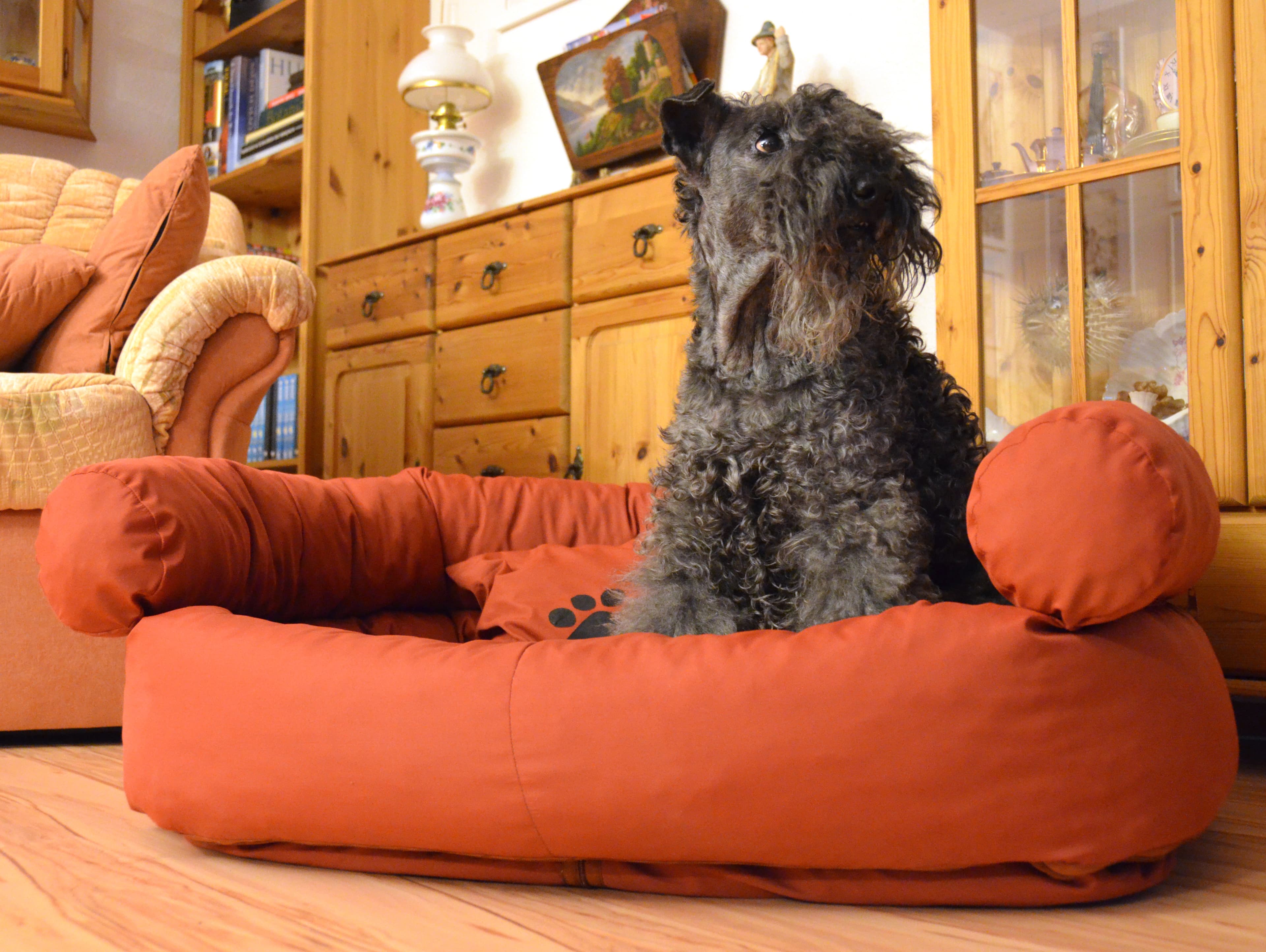 Керрі-блю-тер'єр