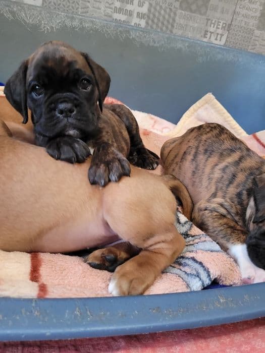 Цуценя боксера — документи FCI, КСУ — 1/5