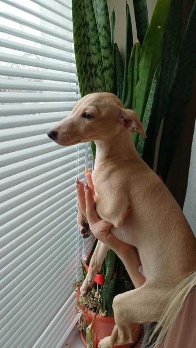 Левретка (італійський грейхаунд) хлопчик — рідкісний золотий окрас — 1/5