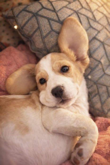 Бігль біколор дівчинка, 3 місяці — 1/5