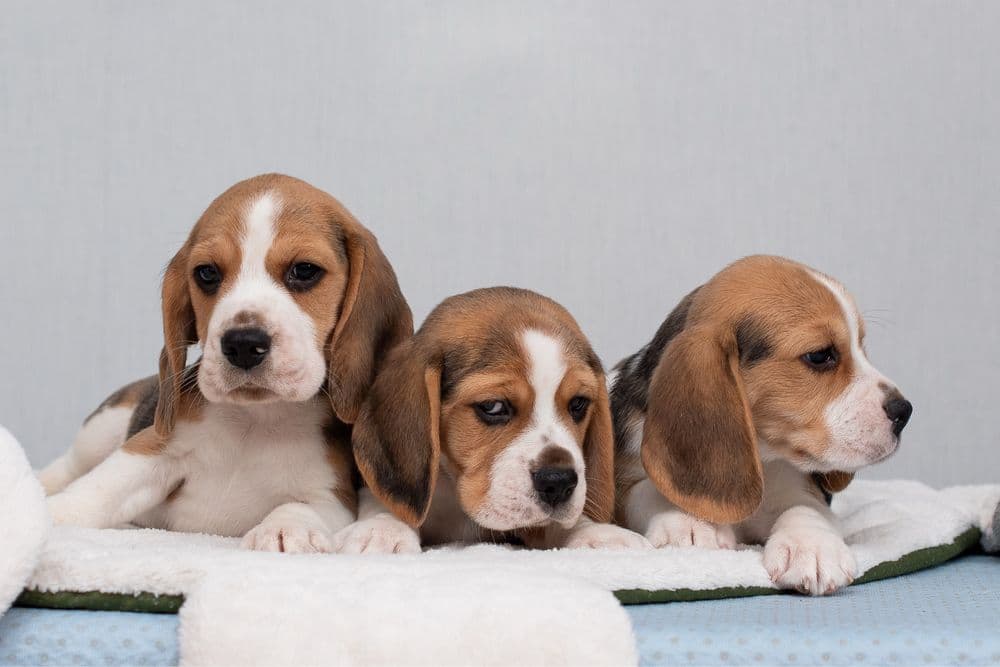 Цуценята бігля — хлопчики та дівчатка, триколор, КСУ — 1/5