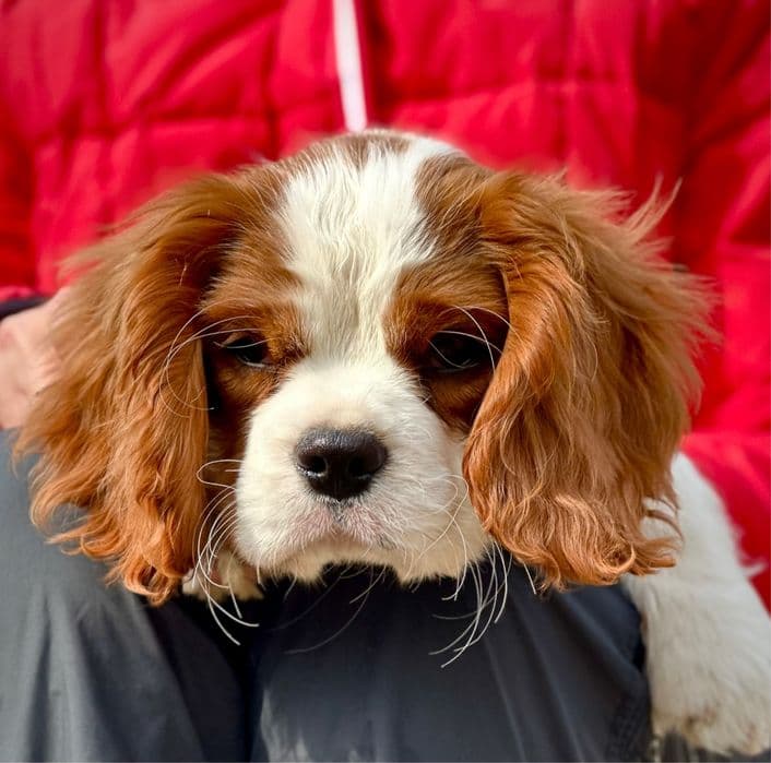 Кавалер-кінг-чарльз-спанієль бленхейм, хлопчик 3.5 міс — 1/4