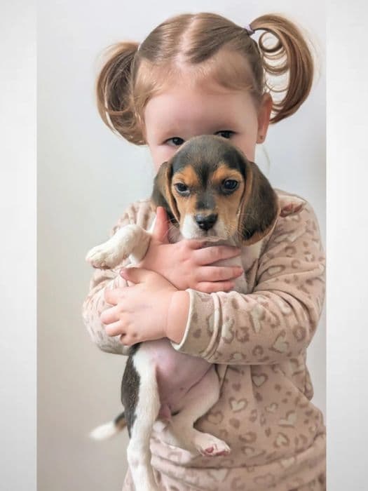 Бігль дівчинка Yesenia Star — ідеальна для родини — 1/5