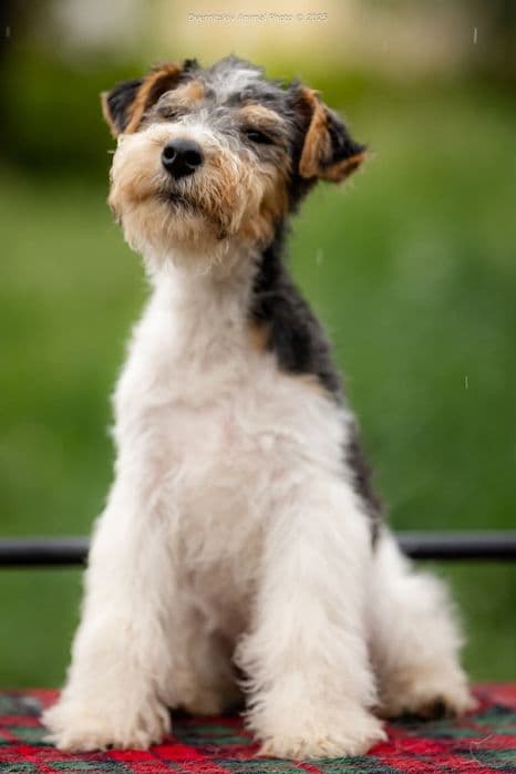 Фокстер'єр — хлопчик та дівчинка, 3 міс, від чемпіонів КСУ — 1/5