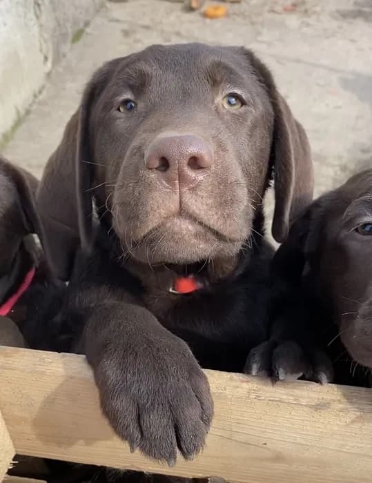 Цуценята шоколадних лабрадорів від титулованих батьків. Документи КСУ — 1/8