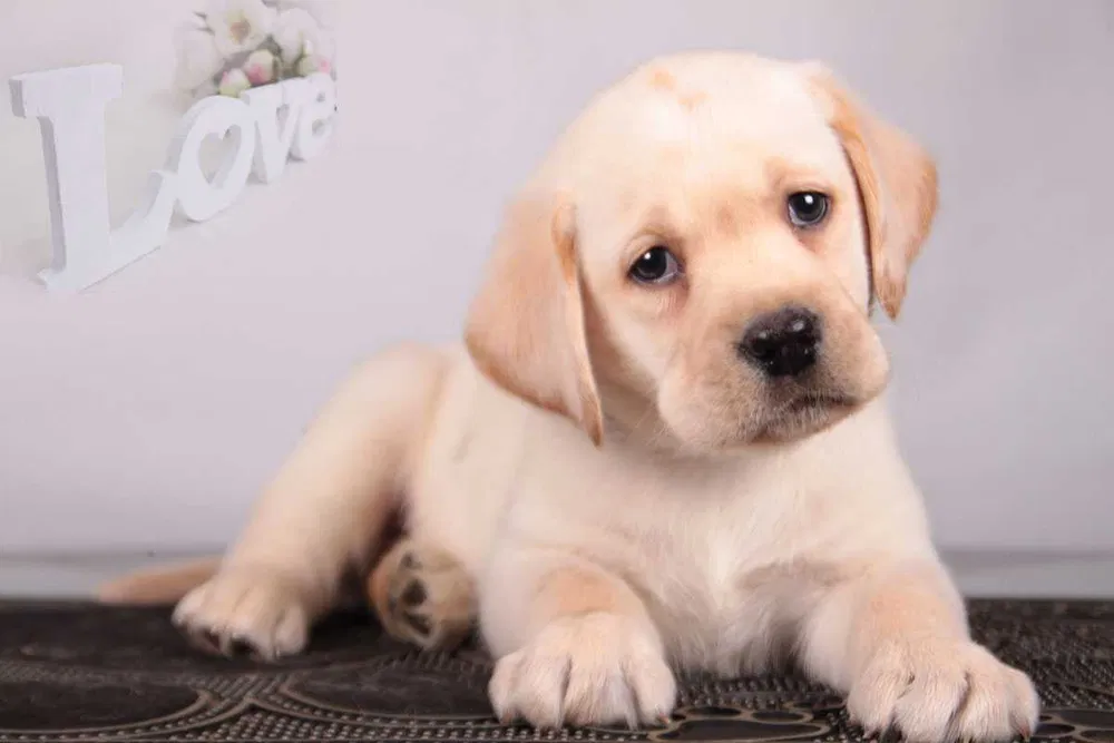 Няшные палевые малыши. Питомник. Фото від 15.03. — 1/7