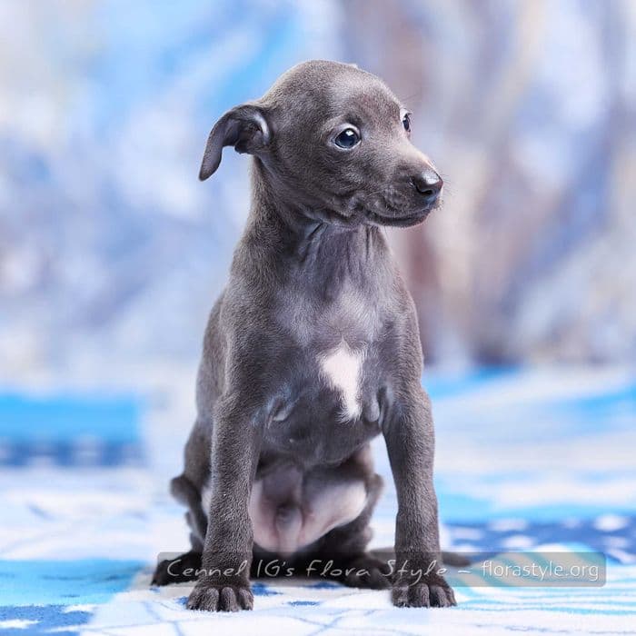 Левретки (італійський грейхаунд) — 2 хлопчики, розплідник Flora Style — 1/5