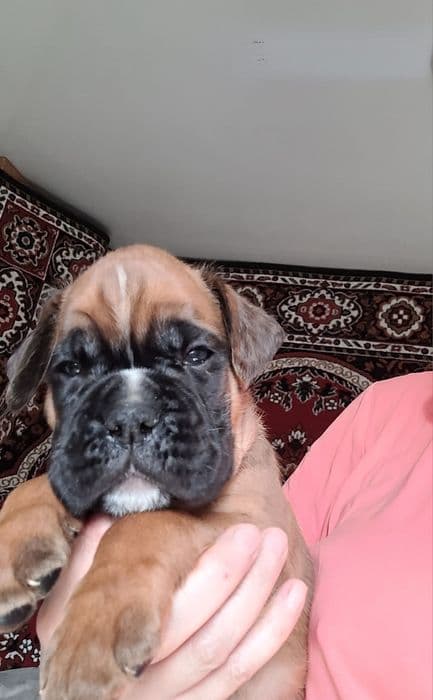 Перспективне цуценя боксера — європейська в'язка, FCI КСУ — 1/1