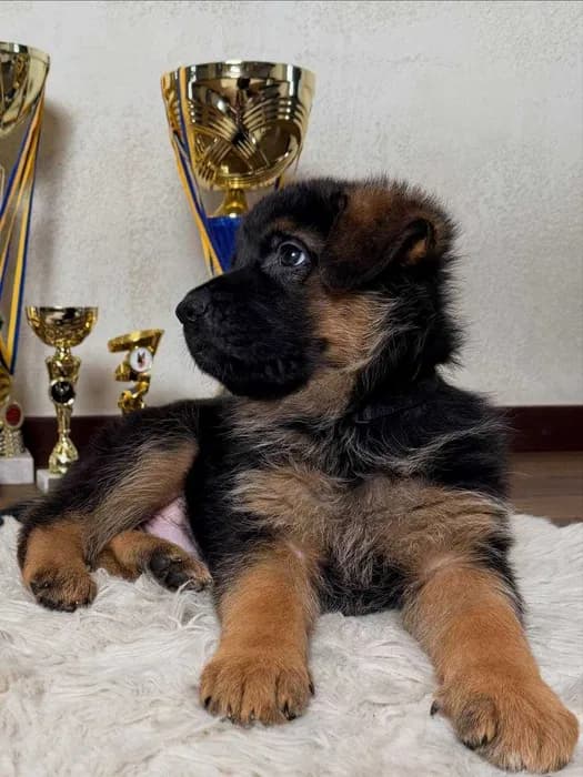Цуценята німецької вівчарки, від Гранд чемпіонів України