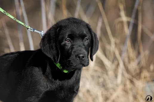 Лабрадор ретрівер — 1/8