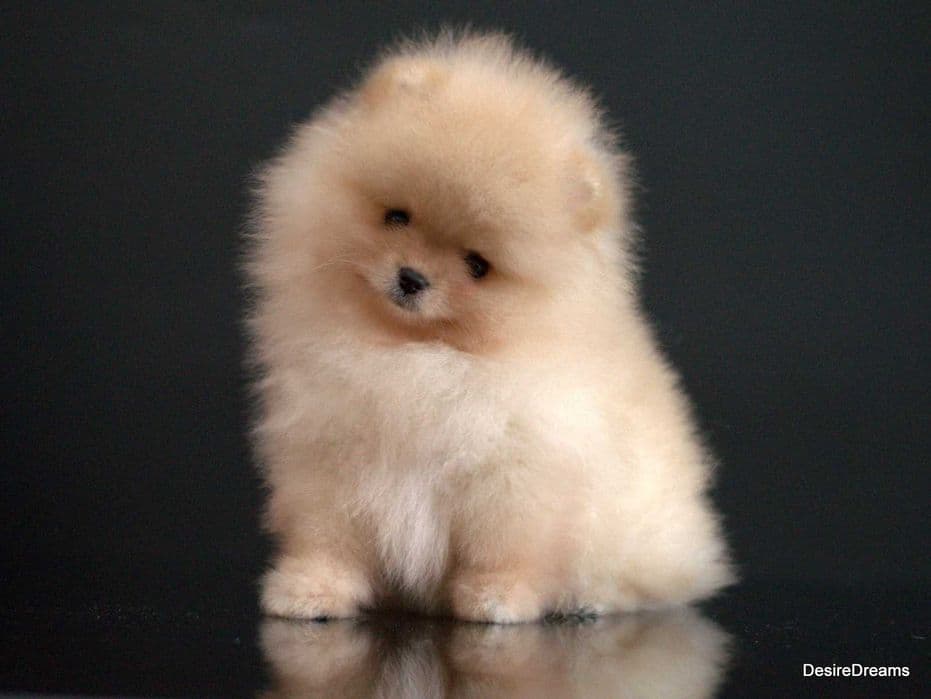 Померанський шпіц міні хлопчик кремовий — КСУ FCI, виставковий — 1/5