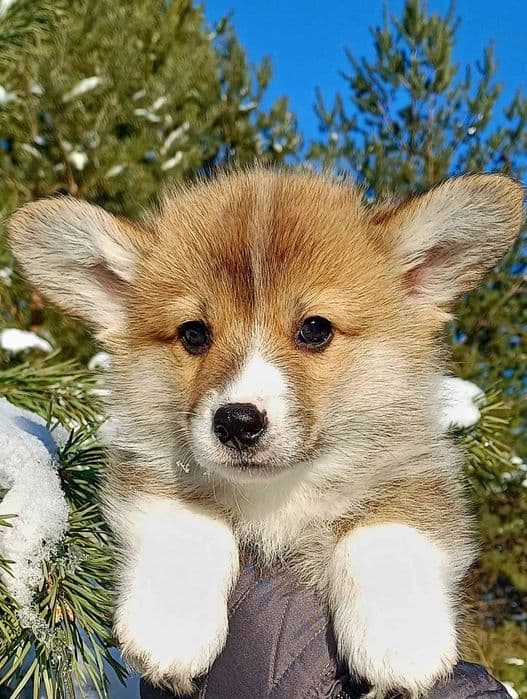 Коргі пемброк КСУ — руді та бобтейли, 1-3 міс — 1/4