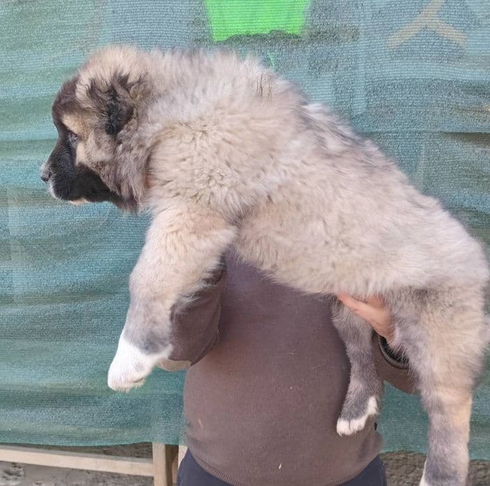 Цуценята кавказької вівчарки, народжені 31.12.2025 — 1/3