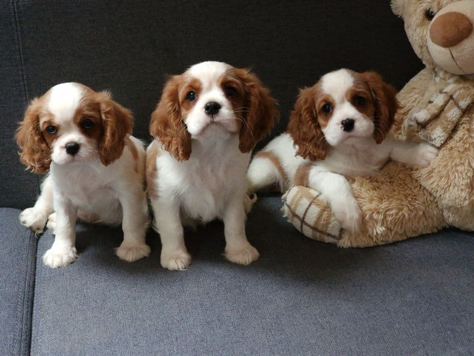 Цуценята кавалер-кінг-чарльз-спанієль FCI КСУ — 1/1