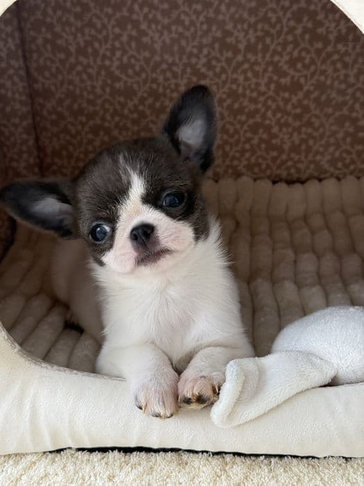 Чихуахуа біло-блакитна дівчинка, до 2 кг — 1/4