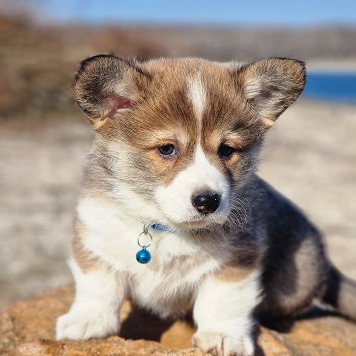 Коргі пемброк дівчинка — відмінний родовід, КСУ FCI — 1/5