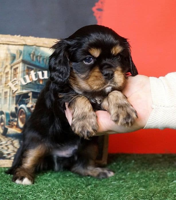 Кавалер-кінг-чарльз-спанієль Black & Tan, дівчинка КСУ — 1/3