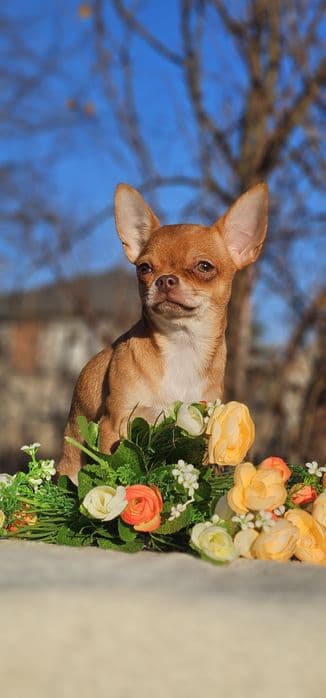 Чихуахуа дівчинка КСУ, 6 місяців — 1/5