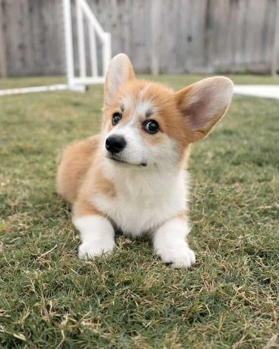 Коргі пемброк — руді, триколор, бобтейли, КСУ FCI — 1/1