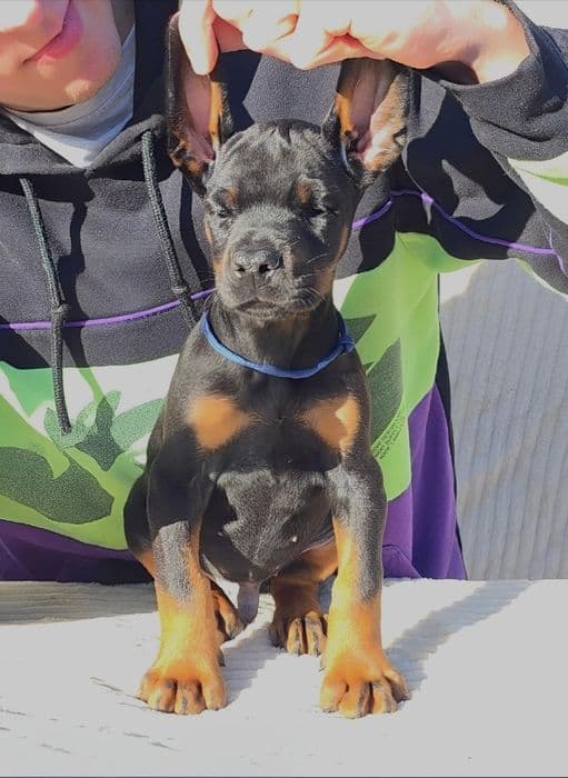 Цуценята добермана від розплідника From Land Moart — 1/5