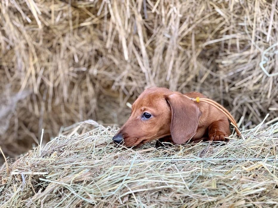 Кроляча такса — рудий хлопчик, шоу-перспектива — 1/5