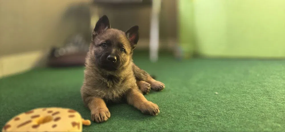 Цуценяти німецькрі вівчарки,робочих ліній розведення — 1/6