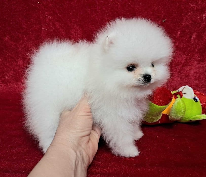 Померанський шпіц міні дівчинка, білий окрас — 1/5