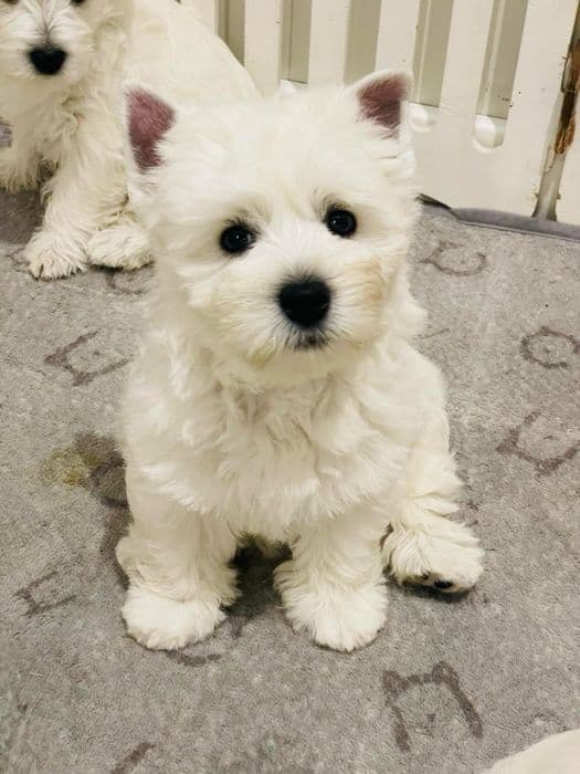 Вест-хайленд-вайт-тер'єр — 2 дівчинки, 5 місяців, КСУ — 1/4