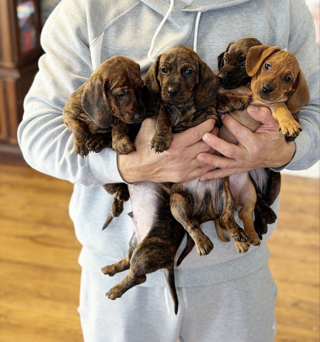 Цуценята мініатюрної (карликової) такси — 1/5