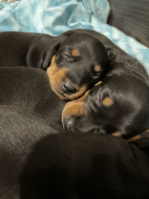 Цуценята такси (міні) — 2 хлопчики та 1 дівчинка — 1/4