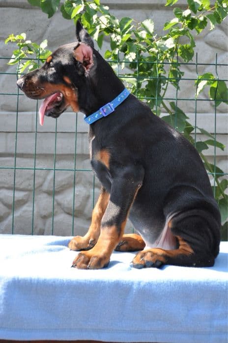 Елітні цуценята добермана КСУ-FCI від Valiant Guard — 1/5