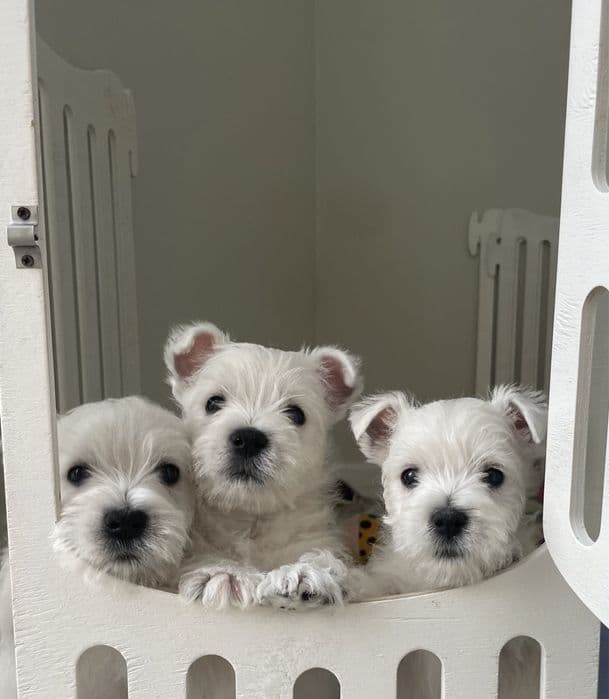 Вест-хайленд-вайт-тер'єр — 2 хлопчики, КСУ, генетичні тести — 1/5