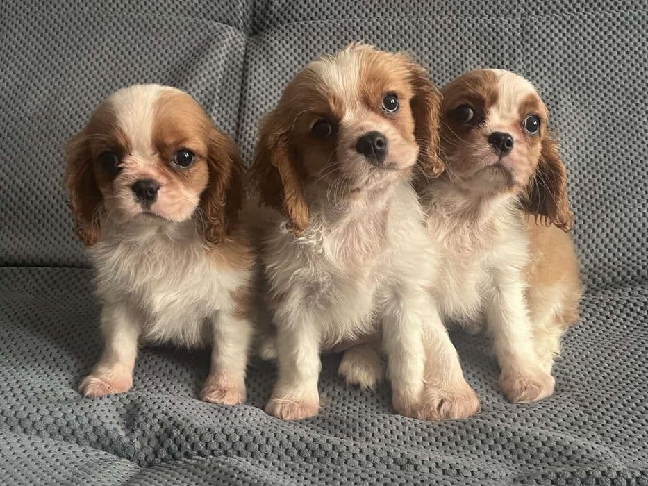 Кавалер-кінг-чарльз-спанієль, хлопчик — готовий до переїзду — 1/3