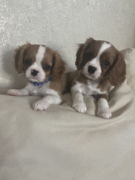 Цуценята кавалер-кінг-чарльз-спанієль, хлопчики — 1/3