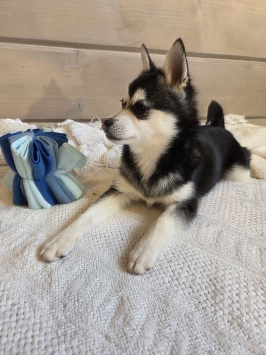 Міні хаскі — аляскинський клі-кай, дівчинка — 1/4