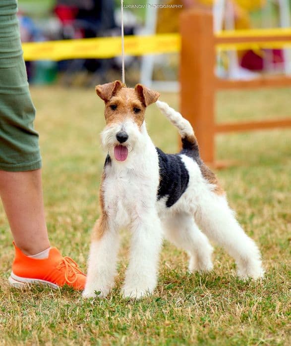 Фокстер'єр — 2 дівчинки та хлопчик від чемпіонів, КСУ — 1/4