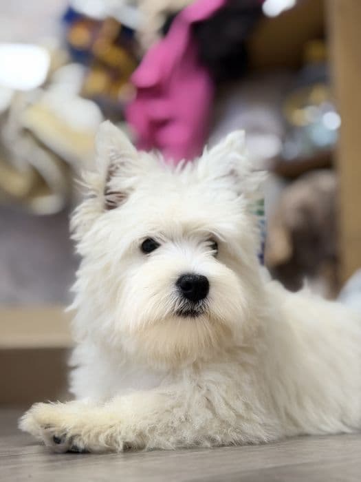 Вест-хайленд-вайт-тер'єр дівчинка, 4 місяці — 1/5