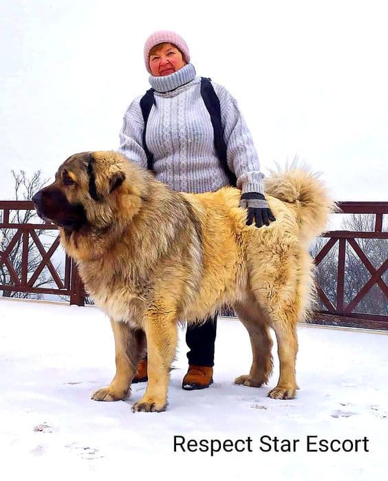 Цуценята кавказької вівчарки від робочих батьків, КСУ — 1/5